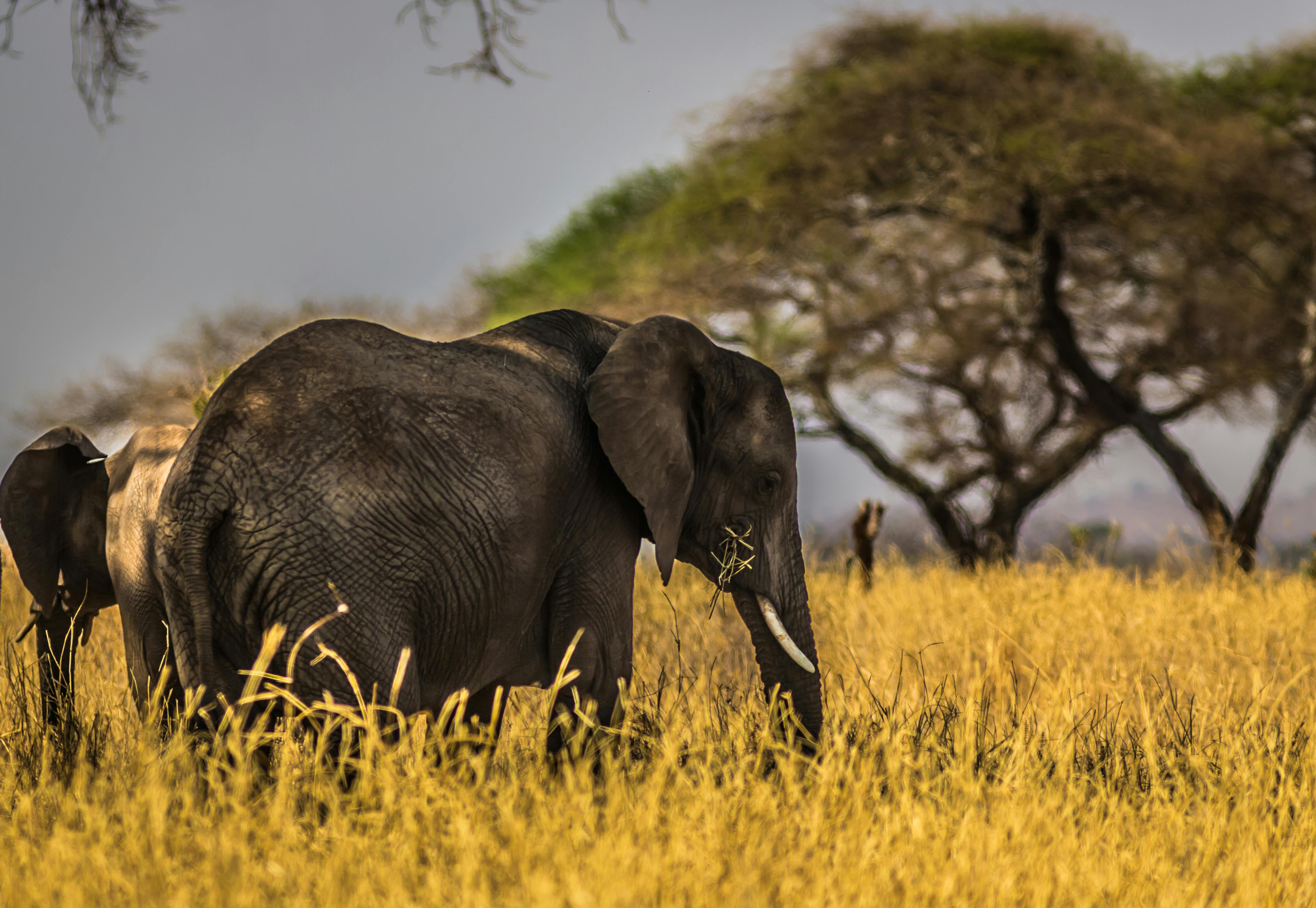 Kilimanjaro Trek Tour