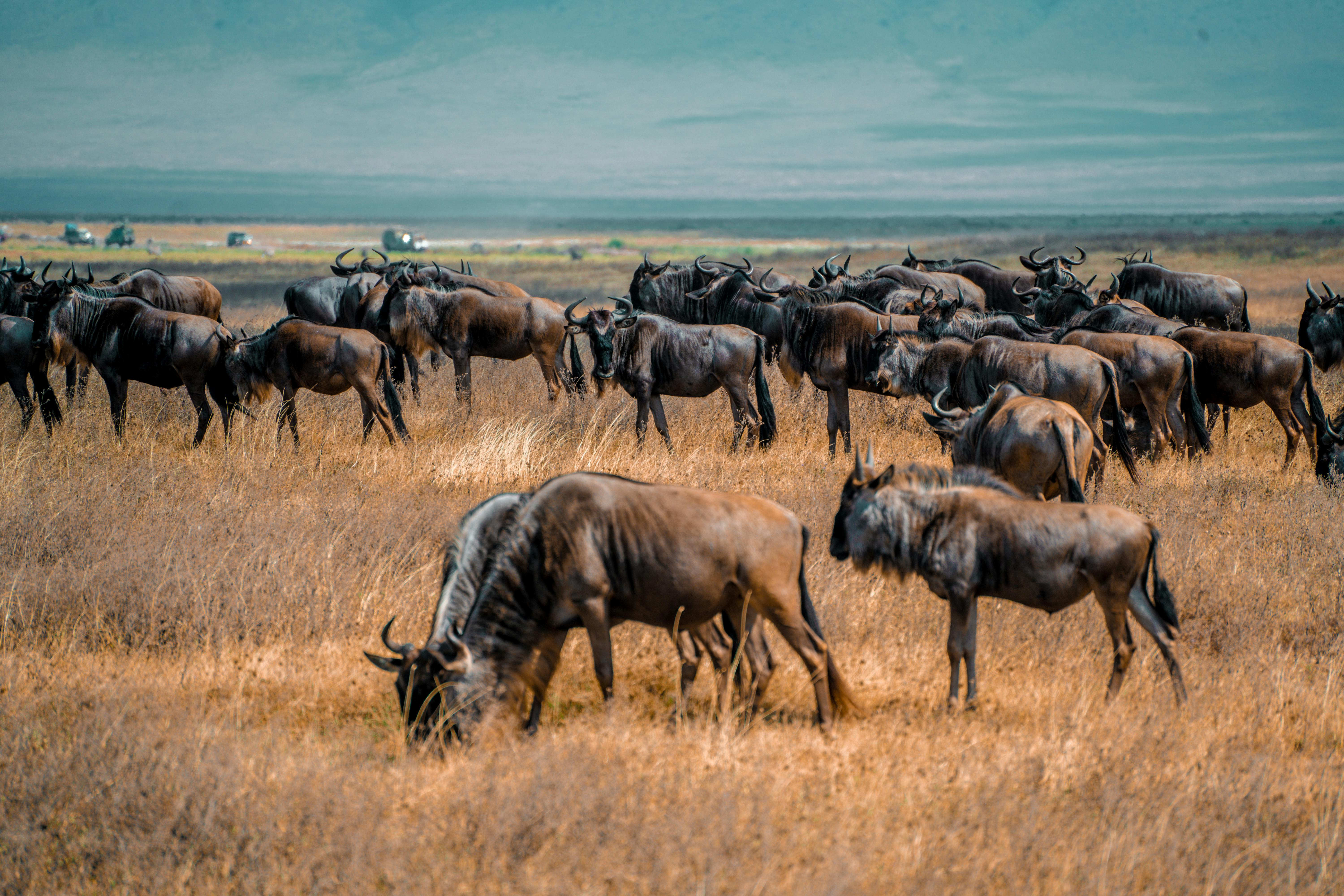 Ngorongoro Crater