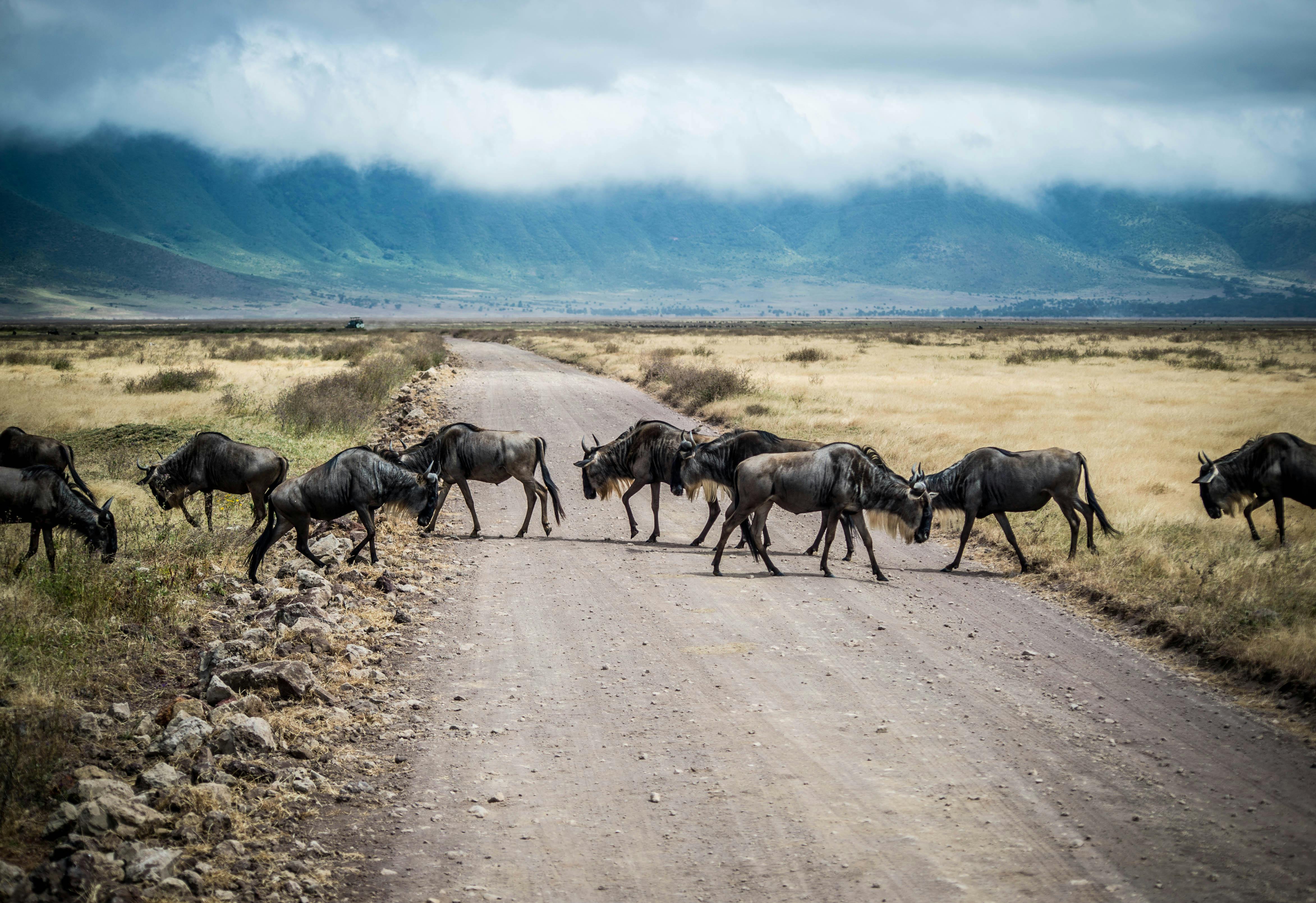 Serengeti Safari